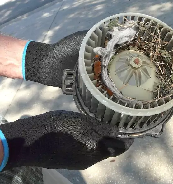 About Air Duct Mice Removal in Kerrville, TX